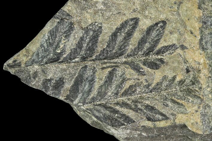 Carboniferous Fossil Ferns (Sphenopteris) - Poland #111655
